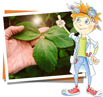 Mino zeigt eine Soja-Pflanze